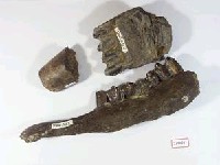 藏品(德氏水牛下顎骨化石)的圖片